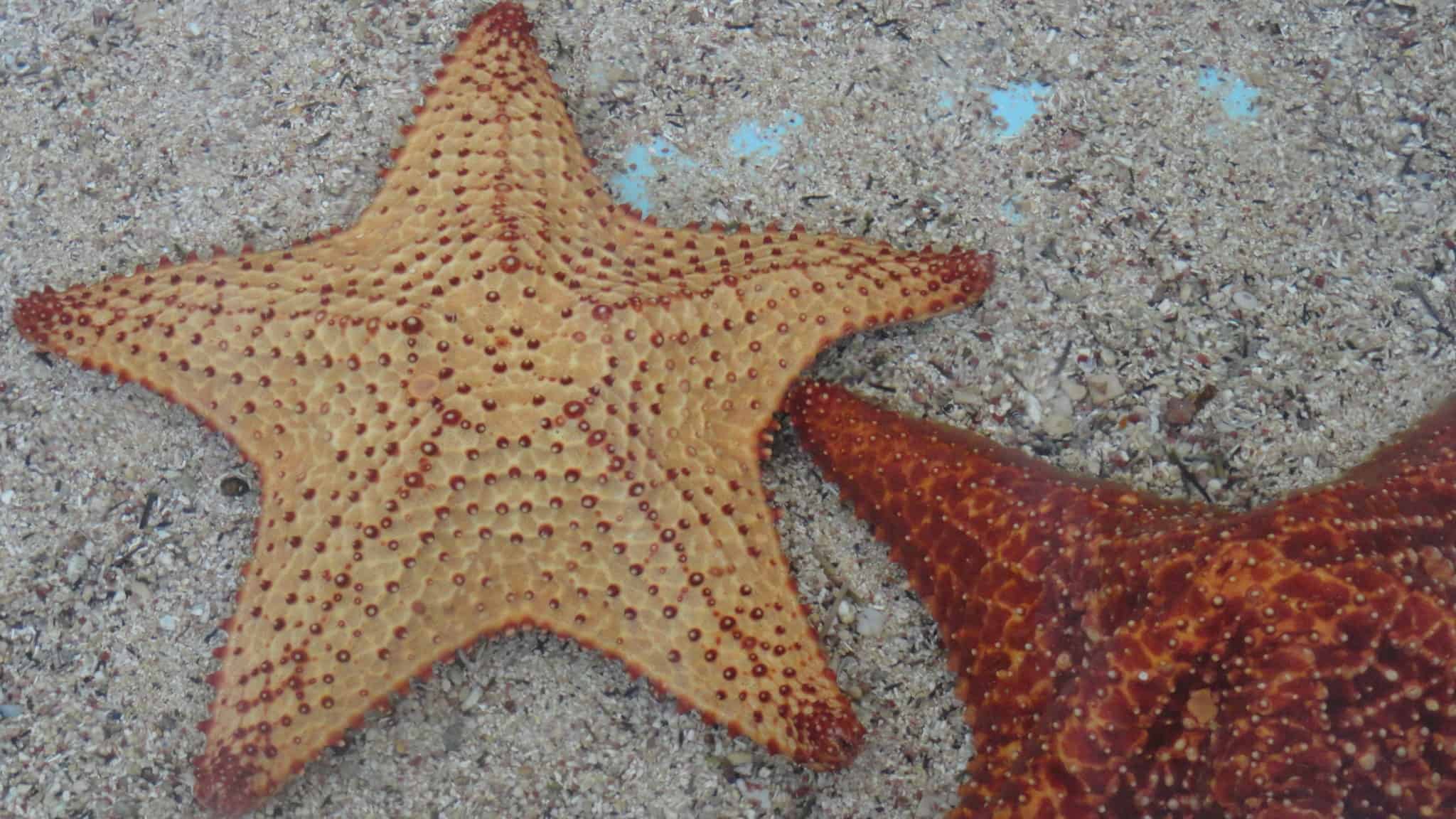 Seaquarium Curaçao