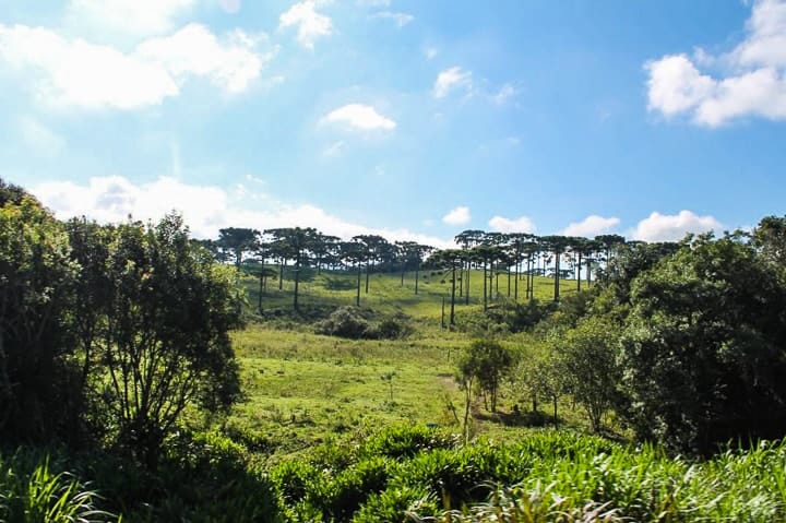 Passeio de trem Curitiba Morretes: trem pela estrada de ferro Paranaguá. Paisagens da Serra do Mar