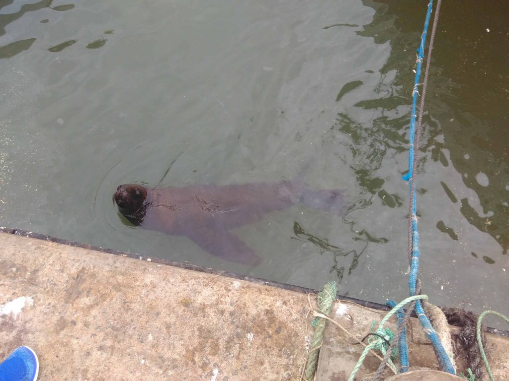 Leão marinho no porto de Punta del Este