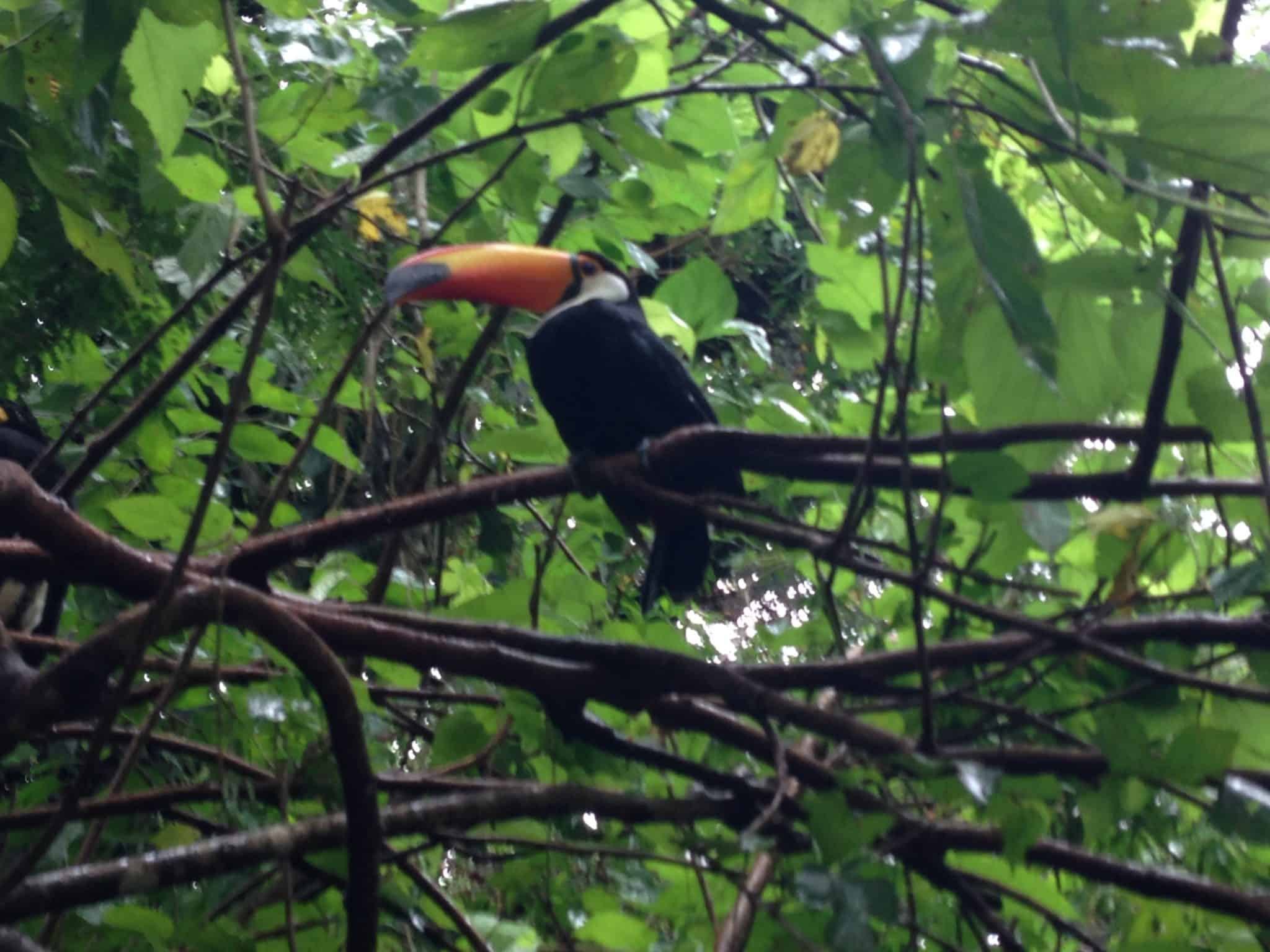 Parque das Aves