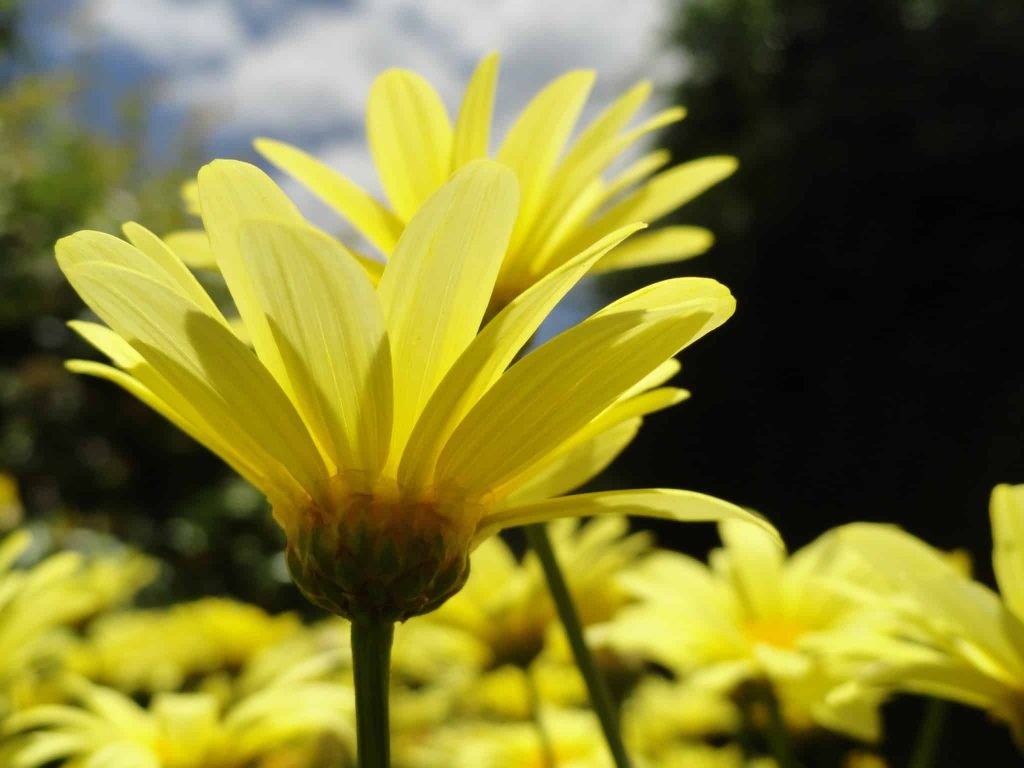 Flores parque Amantikir. Foto: Fui Ser Viajante