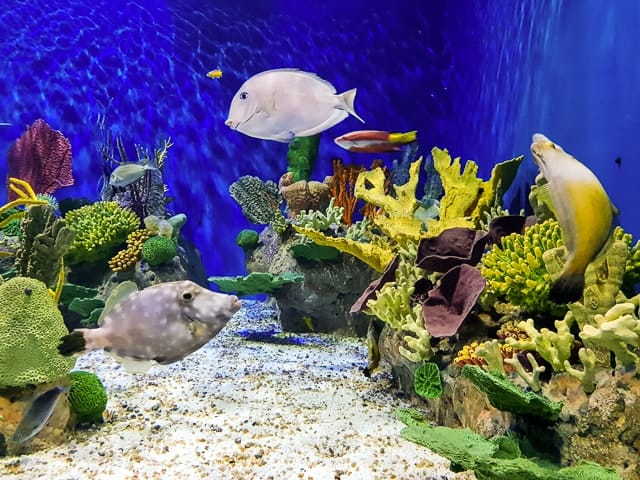 Aquário Marinho do Rio - AquaRio