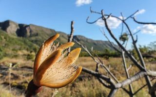 Chapadas do Brasil: chapada dos Veadeiros