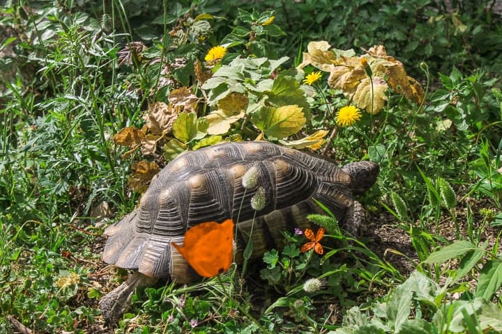 Animais na Acrópole de Atenas