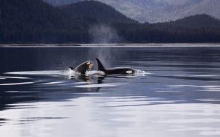 Observação de Orcas nas Ilhas San Juan, estado de Washington, Estados Unidos. Orcas island, ou Ilha das Orcas. Foto: Pixabay.com