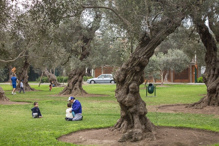 Bosque El Olivar, Lima (visita a Huaca Pucllana, Huaca Huallamarca e Bosque El Olivar)