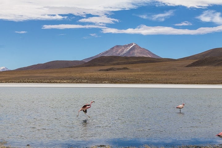 Tour Salar de Uyuni - dia 2 - Laguna Cañapa