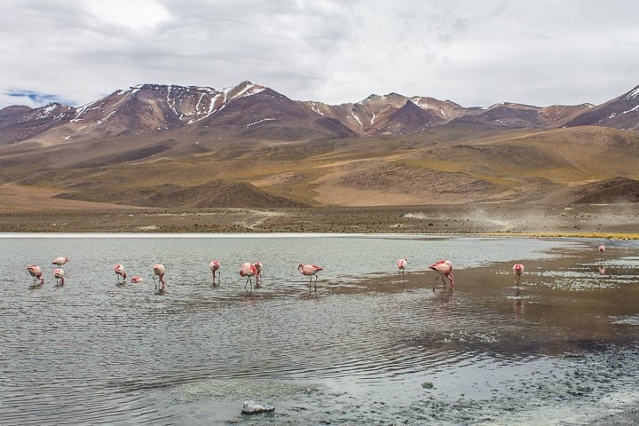 Tour Salar de Uyuni - dia 2 - Laguna Hedionda