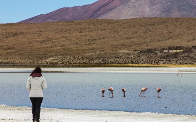 Tour Salar de Uyuni - dia 2 - Laguna Cañapa