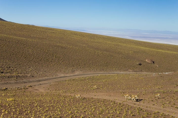 Vicuñas no Deserto do Atacama