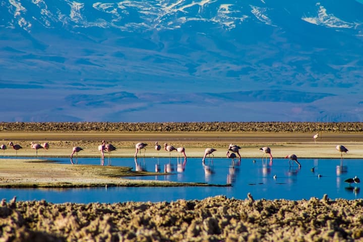 Salar de Atacama - Tour Piedras Rojas e Lagunas Altiplânicas no Deserto do Atacama