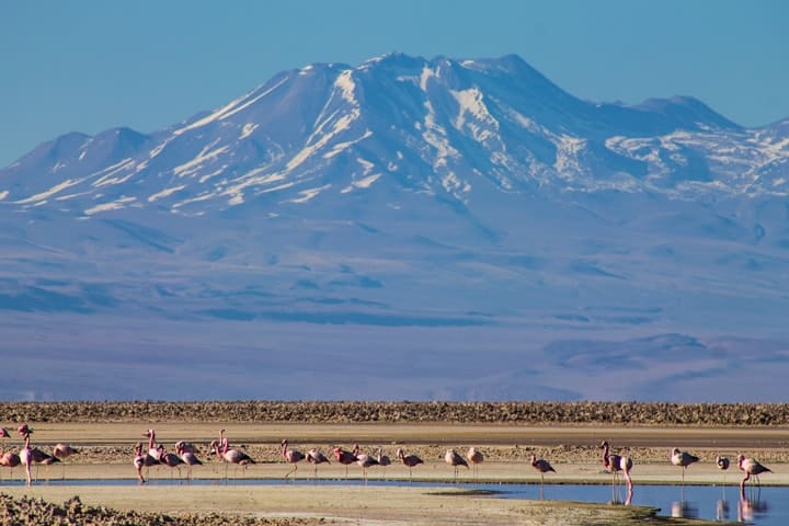 Salar de Atacama - Tour Piedras Rojas e Lagunas Altiplânicas no Deserto do Atacama