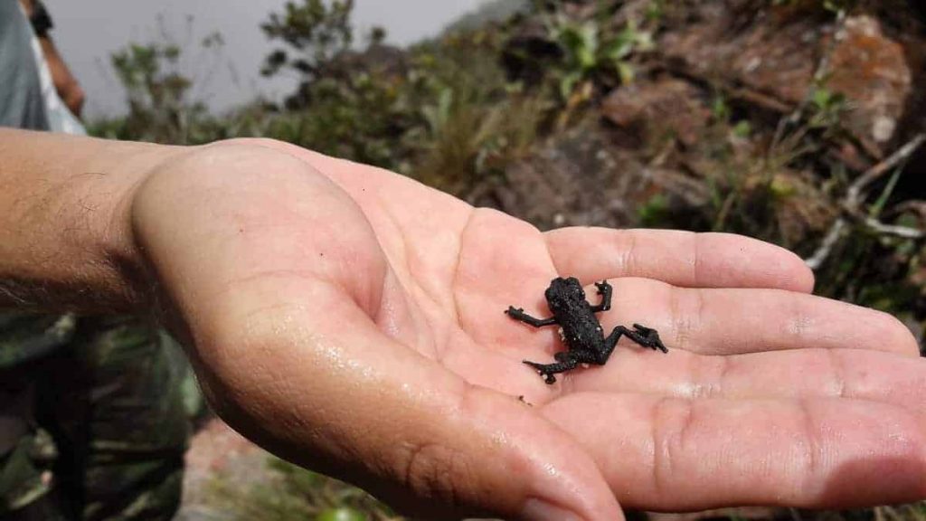 Como subir o Monte Roraima