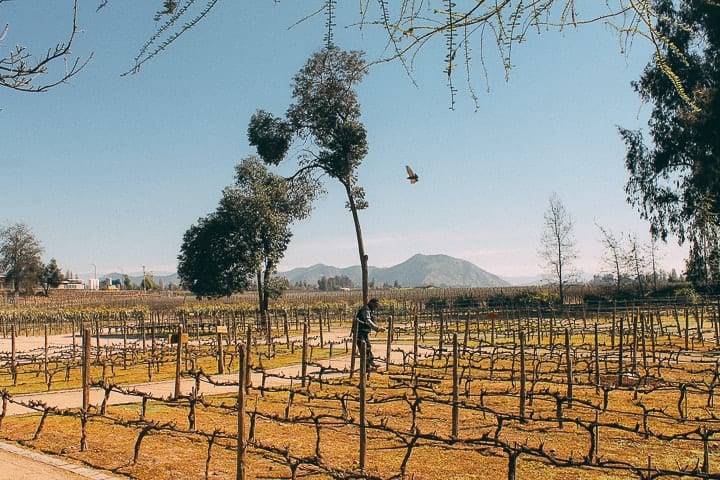 Visitando a Concha y Toro, a maior vinícola do Chile