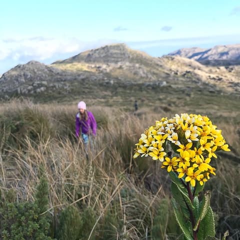 Trilha para a Pedra do Sino, no Parque Nacional de Itatiaia