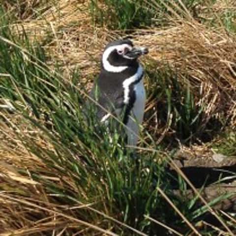 Pinguinera - roteiro em Ushuaia na Patagônia Argentina