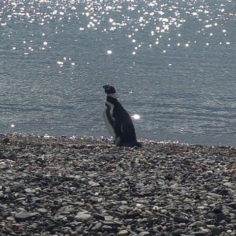 Pinguinera - roteiro em Ushuaia na Patagônia Argentina