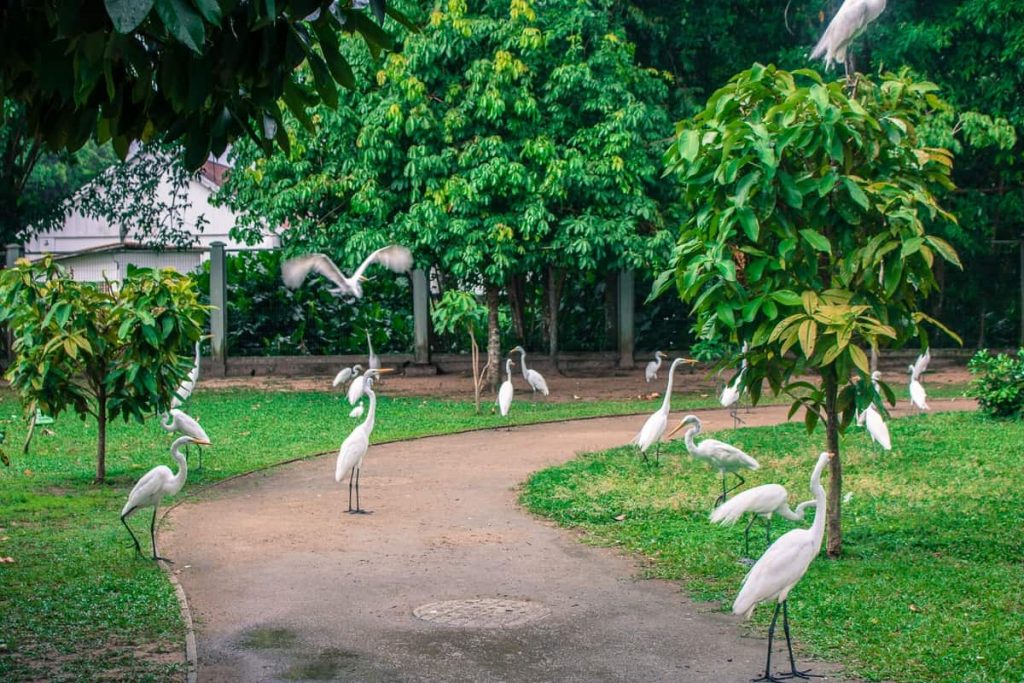 Mangal das Garças - Principais pontos turísticos de Belém