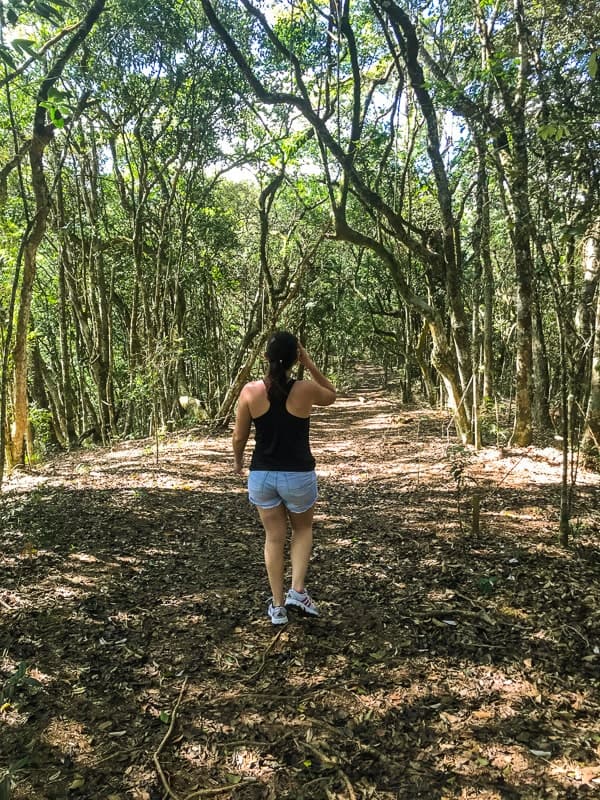 Trilha do Mirante da Cascatinha na Floresta da Tijuca