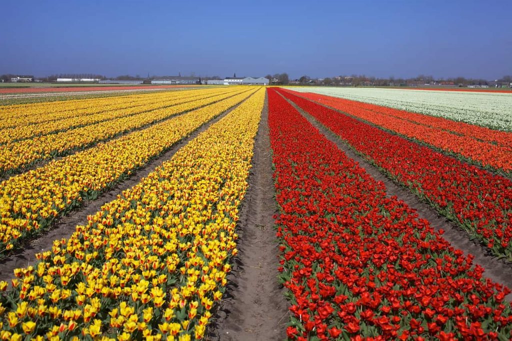 Campos de Tulipas - Parque das tulipas da Holanda - Keukenhof