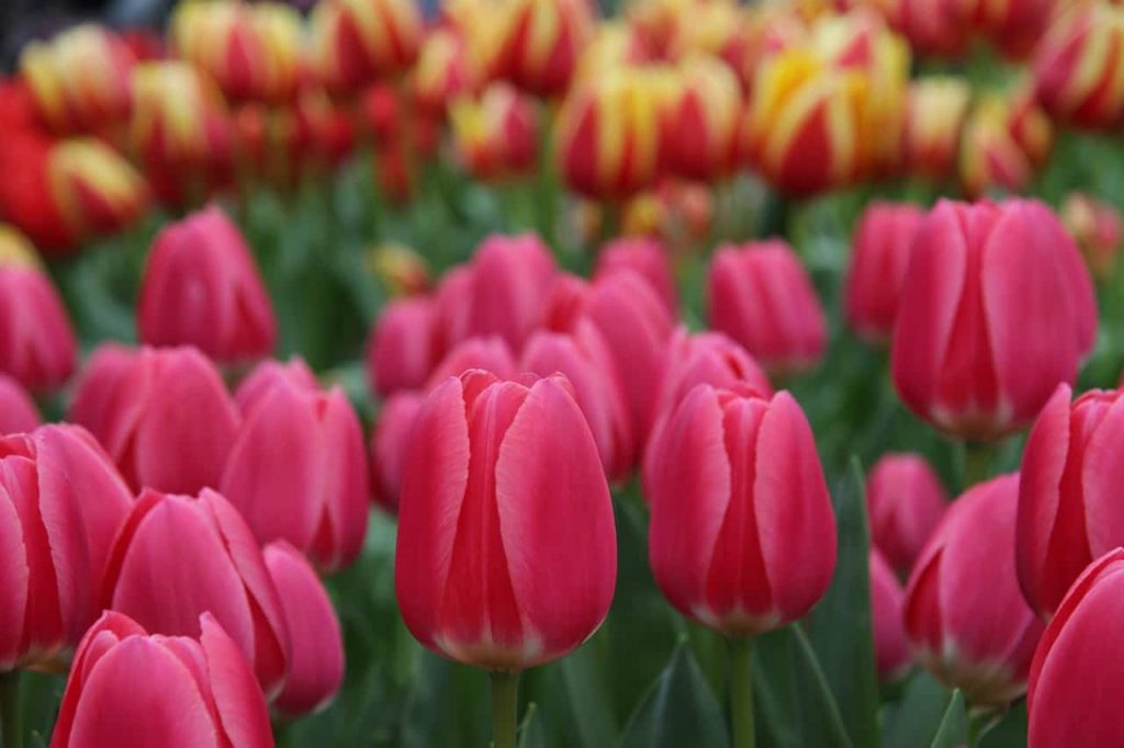 Parque de tulipas na Holanda