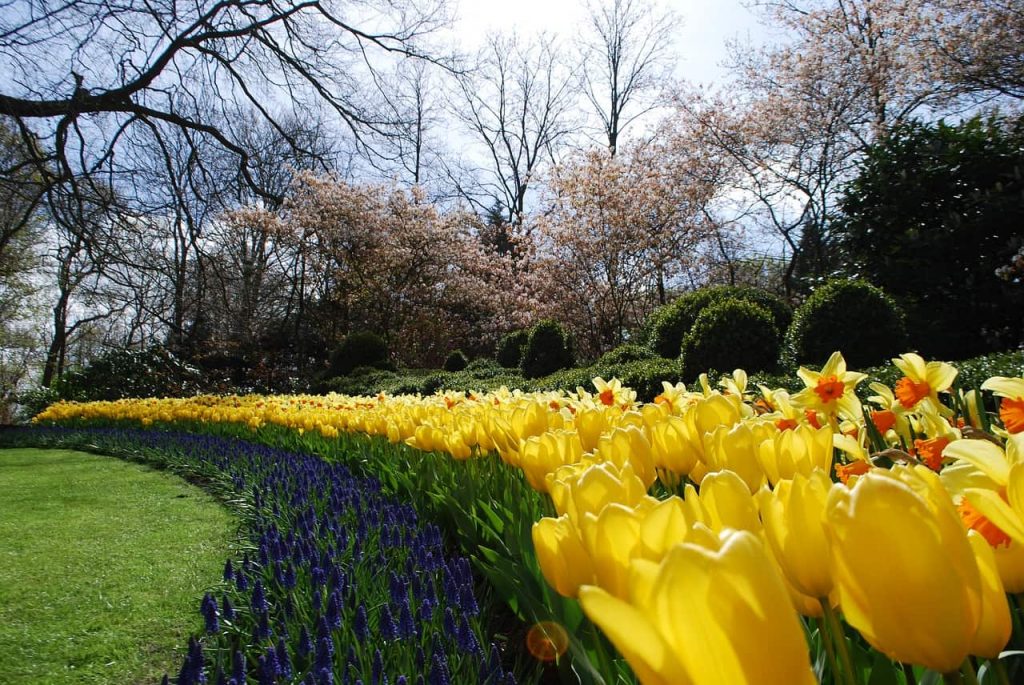 Parque de tulipas na Holanda - Keukenhof