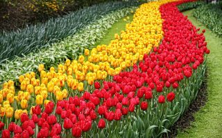 Parque das tulipas da Holanda - Keukenhof