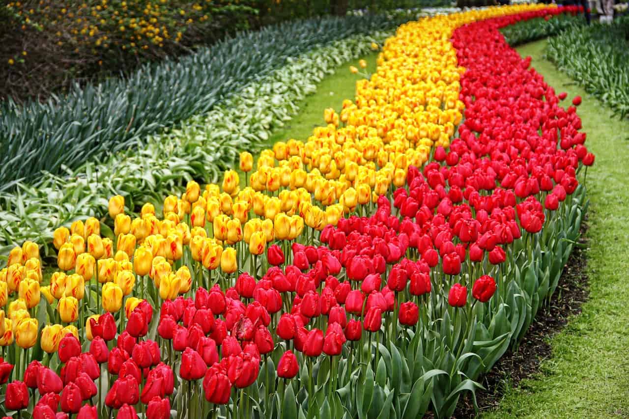 Parque das tulipas na Holanda: Super guia Keukenhof 2019