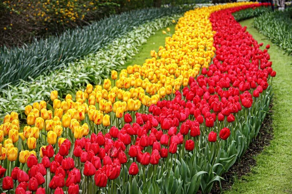 Lisse, Keukenhof - Cidades na Holanda que valem a pena conhecer