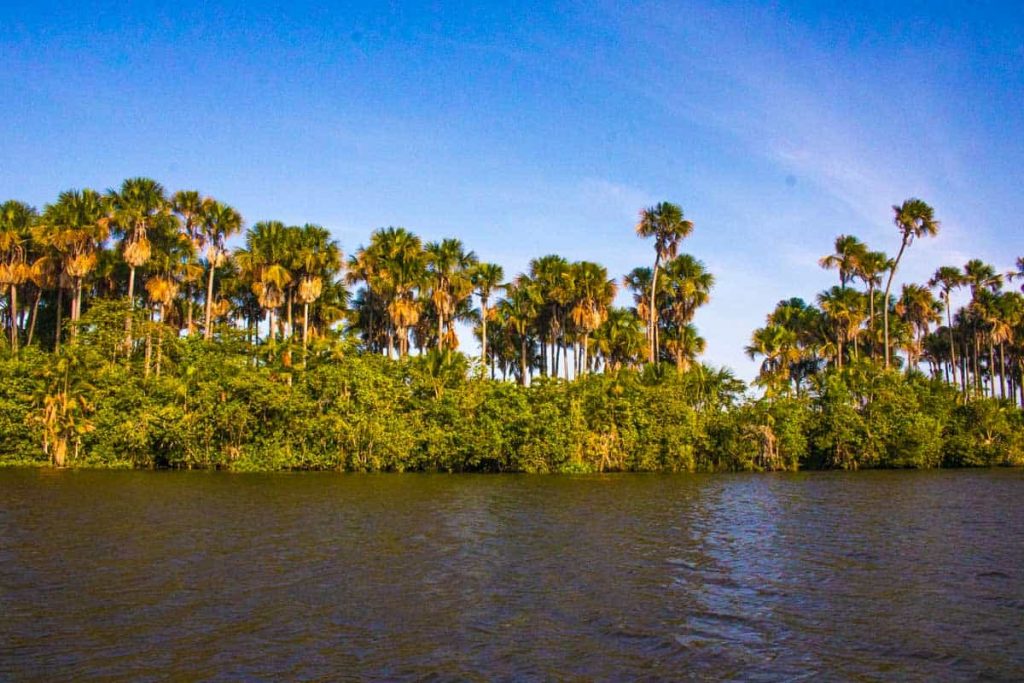 Palmeira do Buriti em Barreirinhas, Rio Preguiças