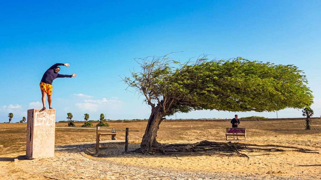 Rota das Emoções - Árvore Penteada - Piauí