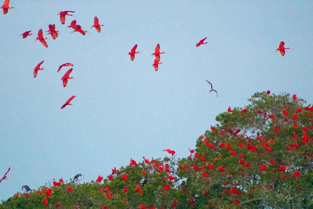 Revoada dos Guarás no Delta do Parnaíba