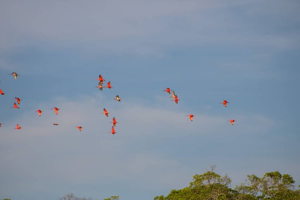 Revoada dos Guarás - Delta do Parnaíba - PI