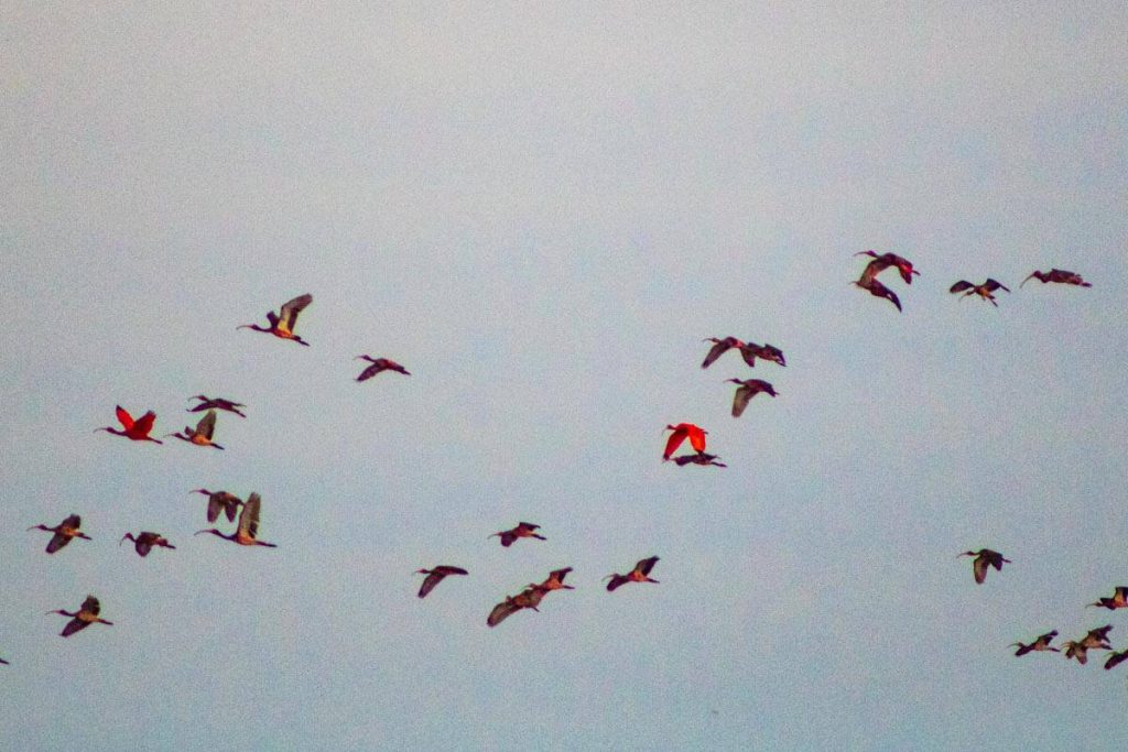 Revoada dos Guarás - Delta do Parnaíba - PI