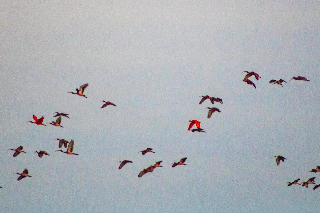 Revoada dos Guarás - Delta do Parnaíba - PI