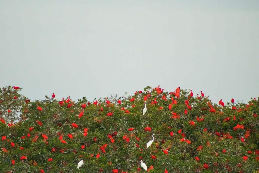 Revoada dos Guarás - Delta do Parnaíba - PI