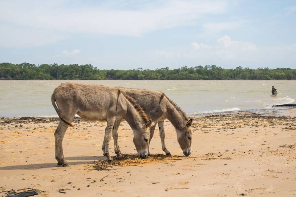 Ilha das Canárias - Delta do Parnaíba