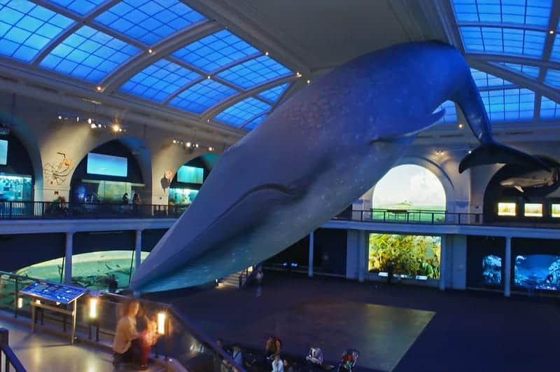Baleia azul do museu americano de história natural