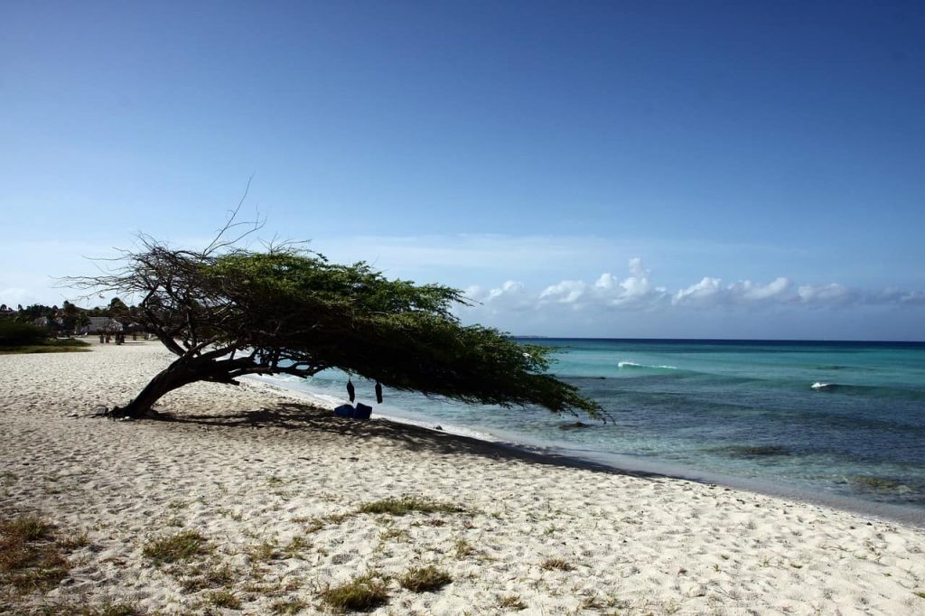 Divi-divi em Eagle Beach, Aruba