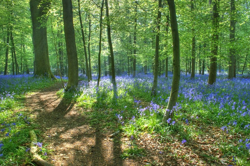 Whippendell Wood - Watford, Inglaterra