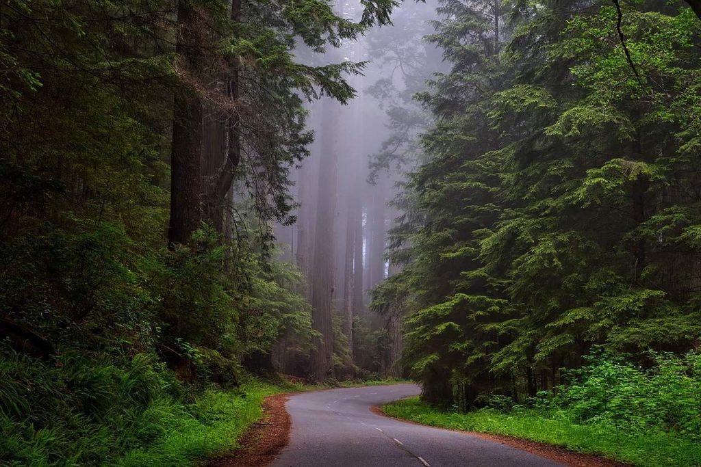 Cenários de Star Wars - Redwood National and State Parks