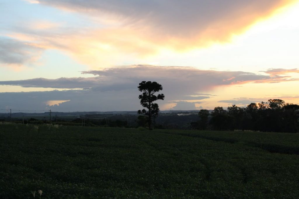 Jardim Botânico de Londrina