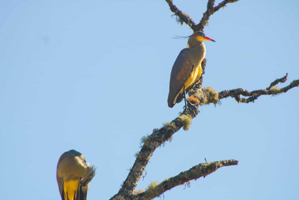 pássaros em árvore no Vale do Alcantilado, Rio de Janeiro