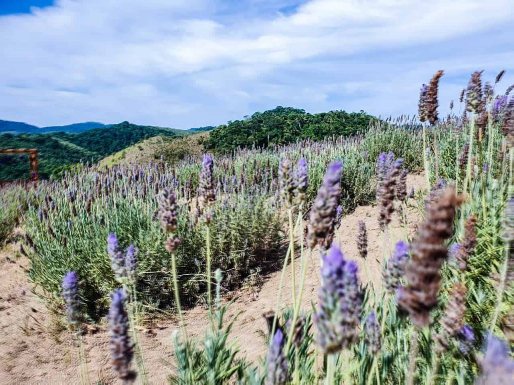 Parque Uaná-Etê em paulo de Frotin, campo de lavandas