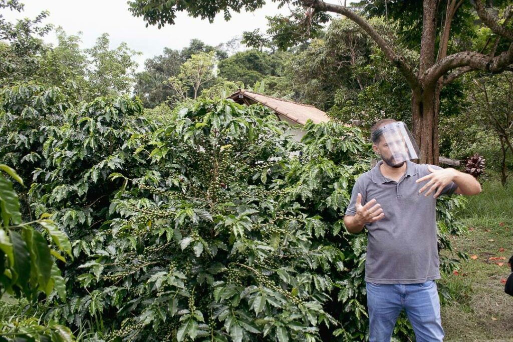 Fazenda Florença, plantações de café