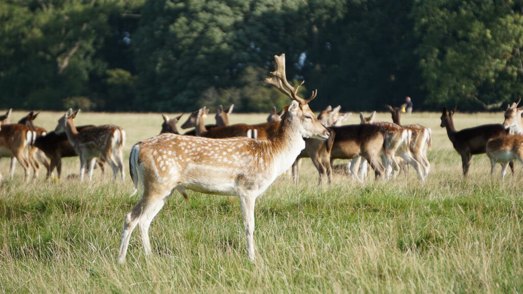 Veados no Phoenix park em Dublin