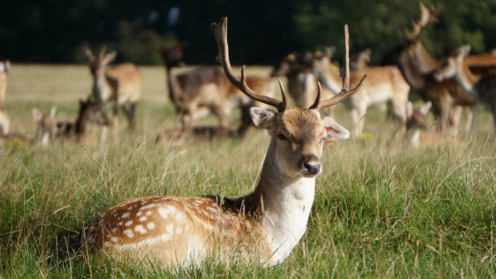 Veados no Phoenix park em Dublin