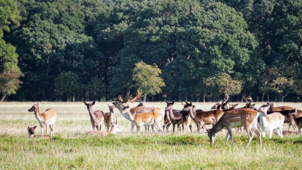 Phoenix park em Dublin