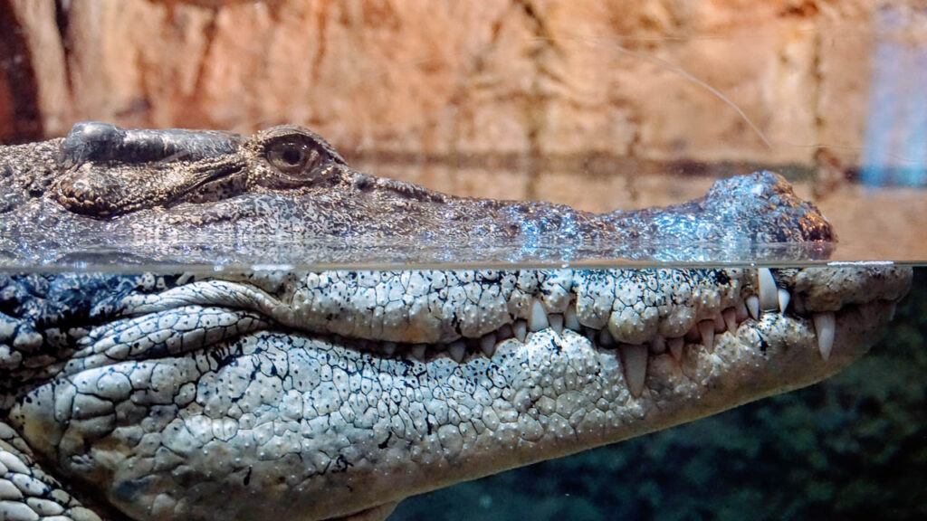 King Croc, Crocodilo do Aquário de Dubai