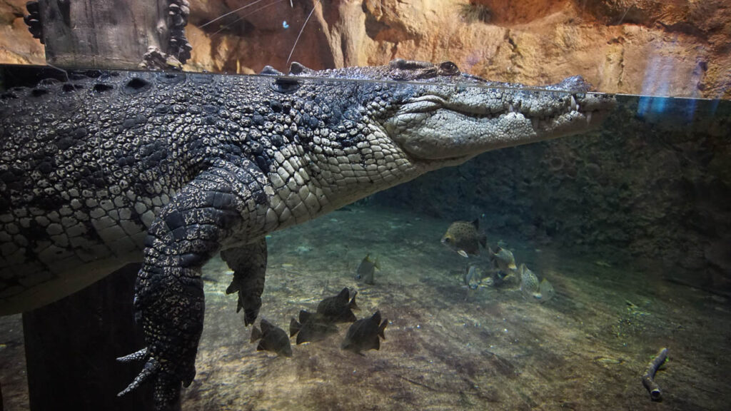 King Croc, Crocodilo do Aquário de Dubai
